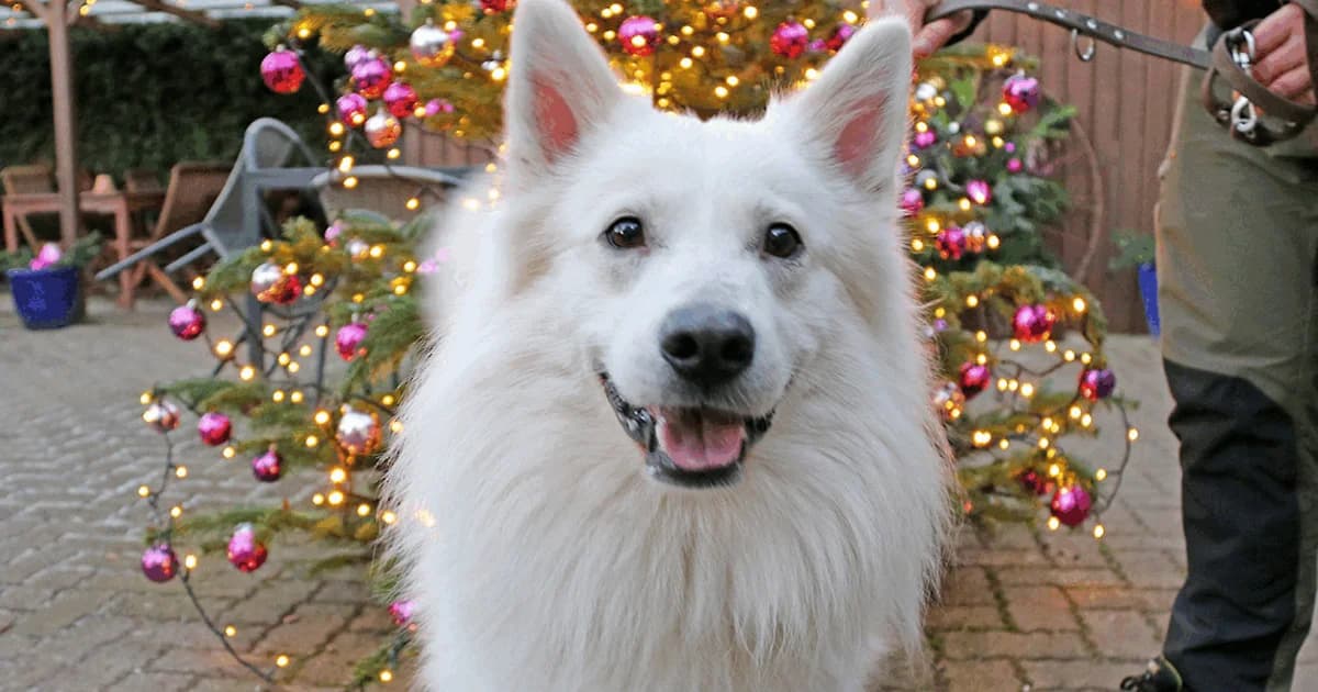 Hundedag og julemarked i Birkegårdens Haver