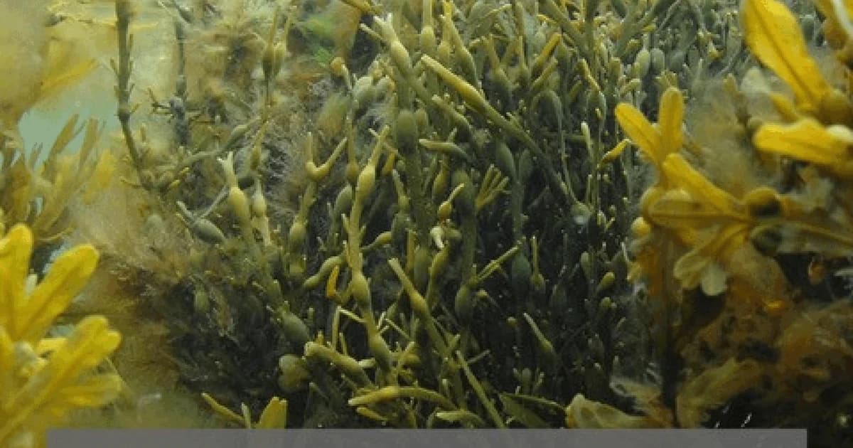 Naturvidenskabeligt foredrag - Tang ved marinbiolog Annette Bruhn