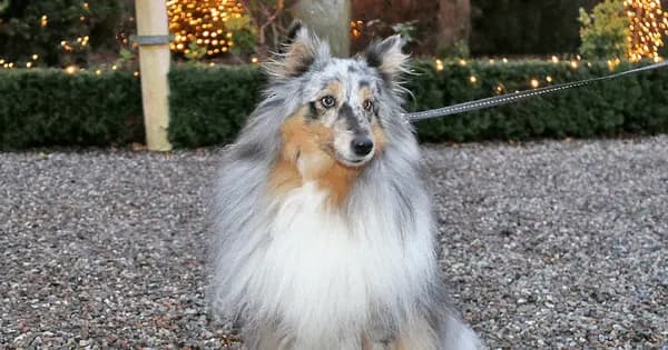 Hundedag i december til Eventyrlig Jul i Birkegårdens Haver