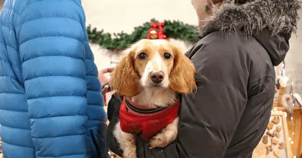 Hundedag i Julen i Birkegårdens Haver