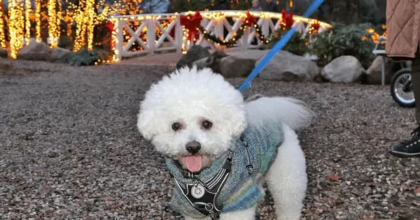 Sidste Hundedag i år i Birkegårdens Haver