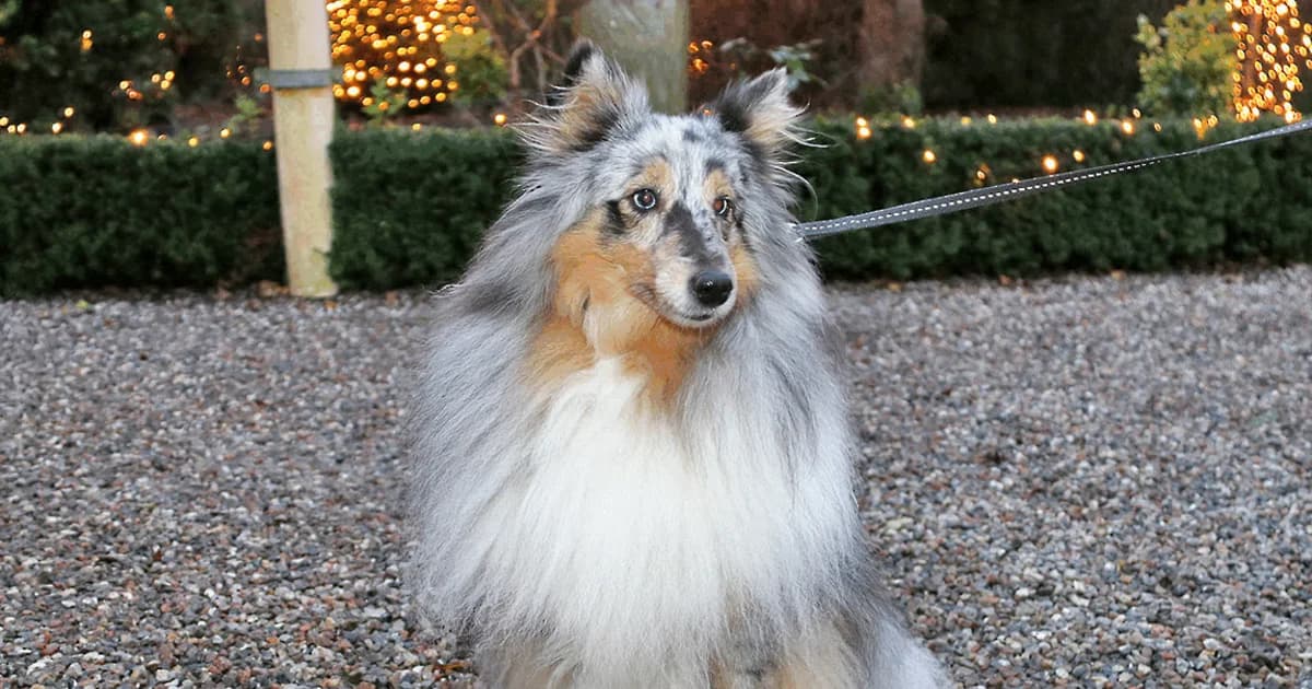 Hundedag i december til Eventyrlig Jul i Birkegårdens Haver